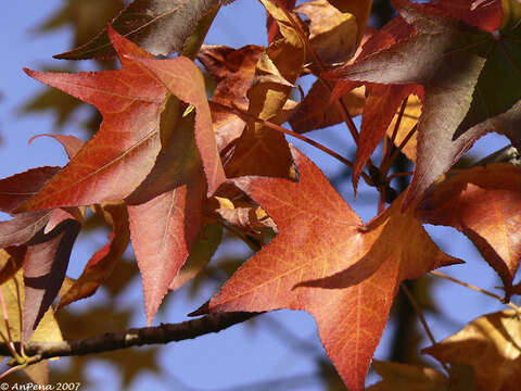 Image of American Sweetgum