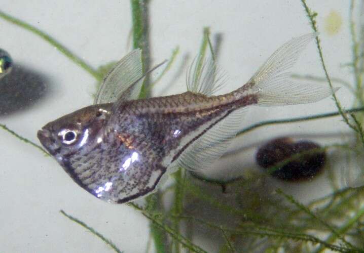 Image of freshwater hatchetfishes