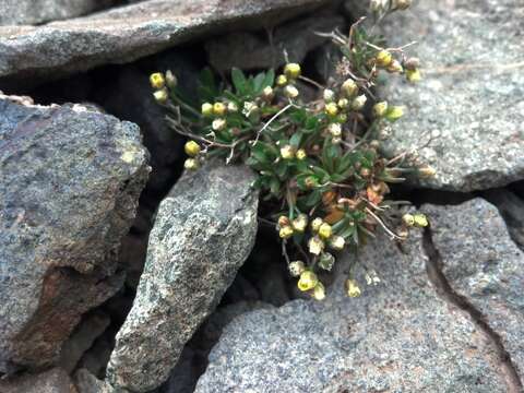 Image of snowbed draba