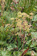 Image of <i>Alchemilla flabelata</i>