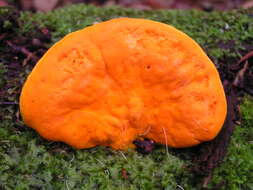 Image of Trametes coccinea (Fr.) Hai J. Li & S. H. He 2014