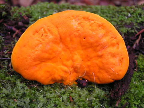 Image of Trametes coccinea (Fr.) Hai J. Li & S. H. He 2014