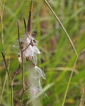 Image of whorled milkweed