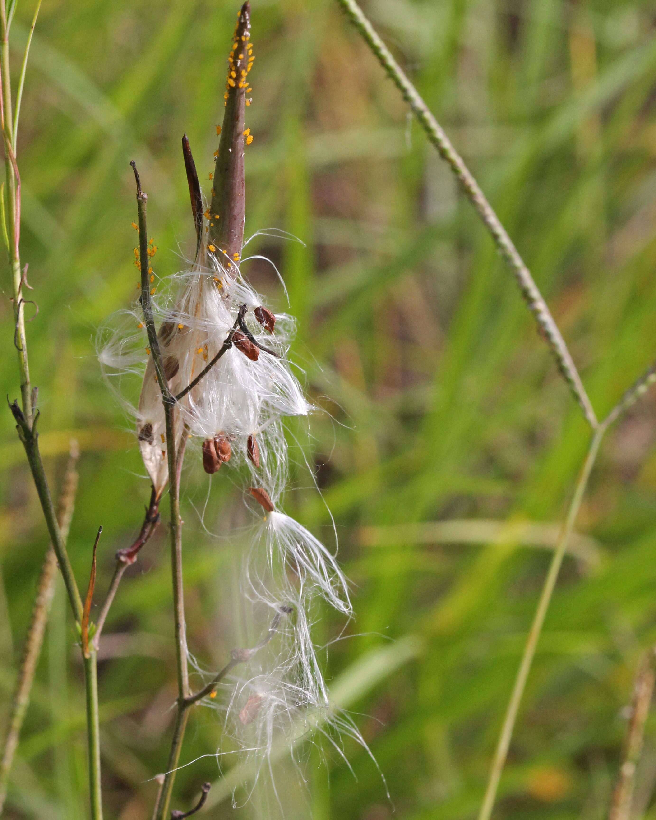 Image de Asclepias