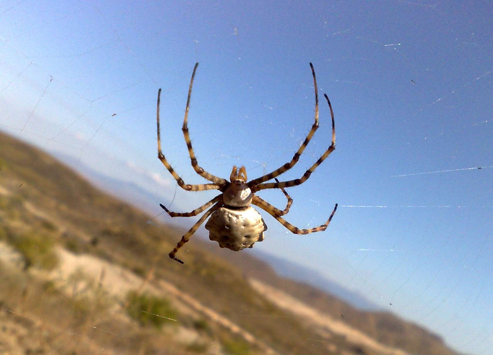 Image of Argiope