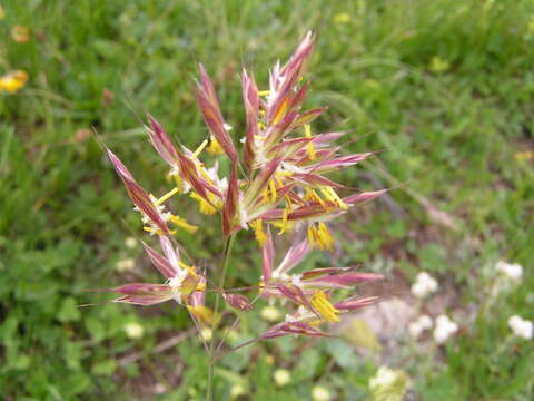 Image of oatgrass