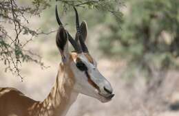 Image of Springbok