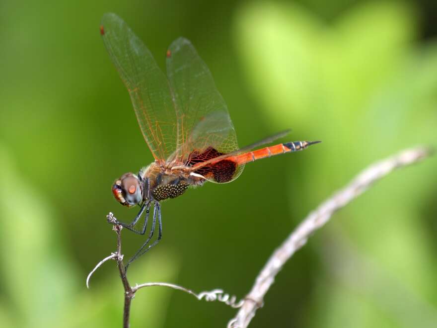 Image of Saddlebags gliders