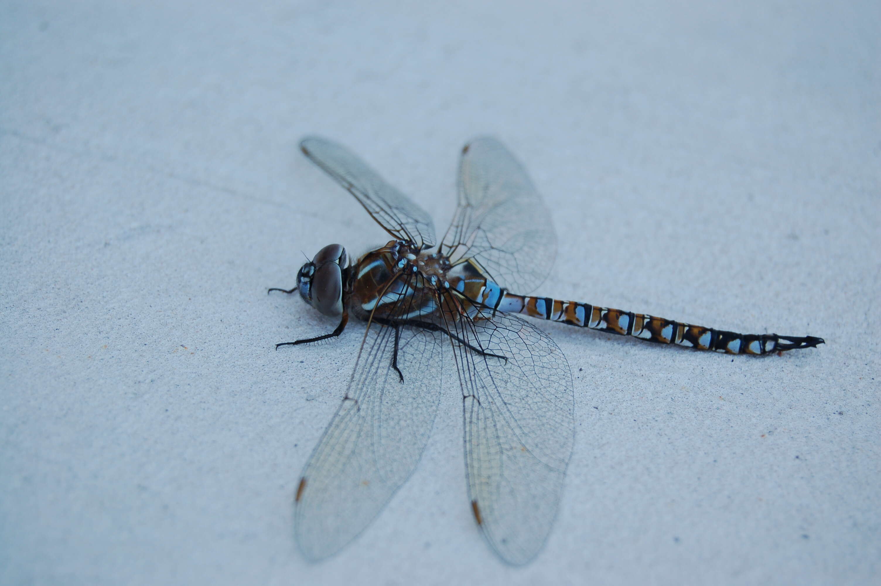 Image of Blue-eyed Darner