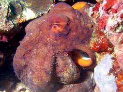 Image of Day octopus