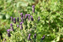 Image of French lavender