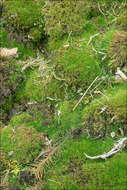 Image of ceratodon moss