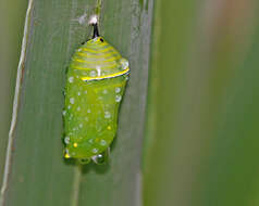 Image of Monarch Butterfly