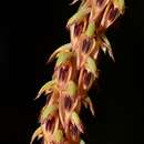 Imagem de Bulbophyllum longibracteatum Seidenf.