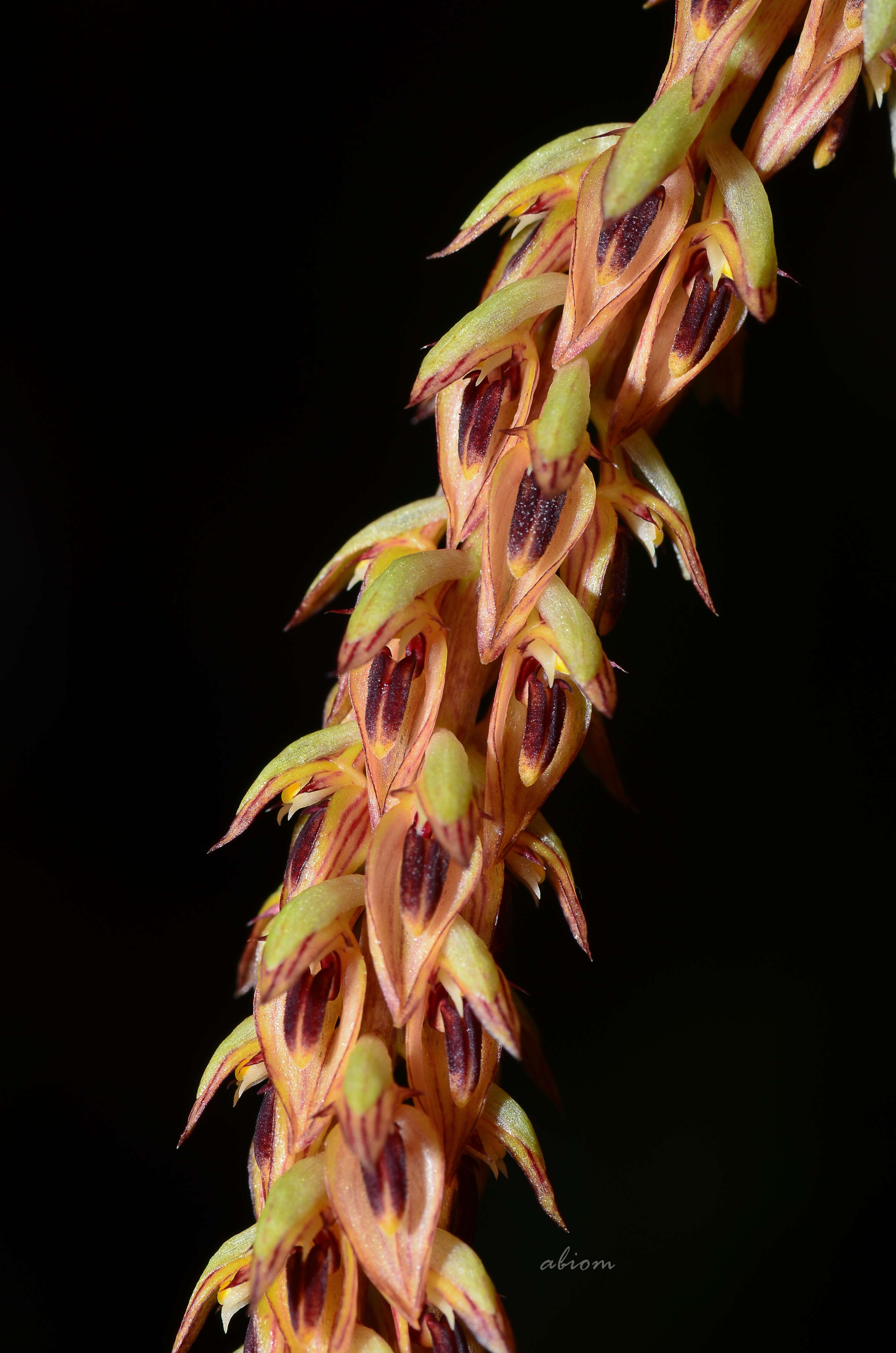 Image of Bulbophyllum longibracteatum Seidenf.