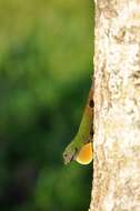 Image of Bark anole