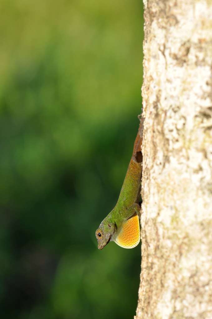 Image of Bark anole