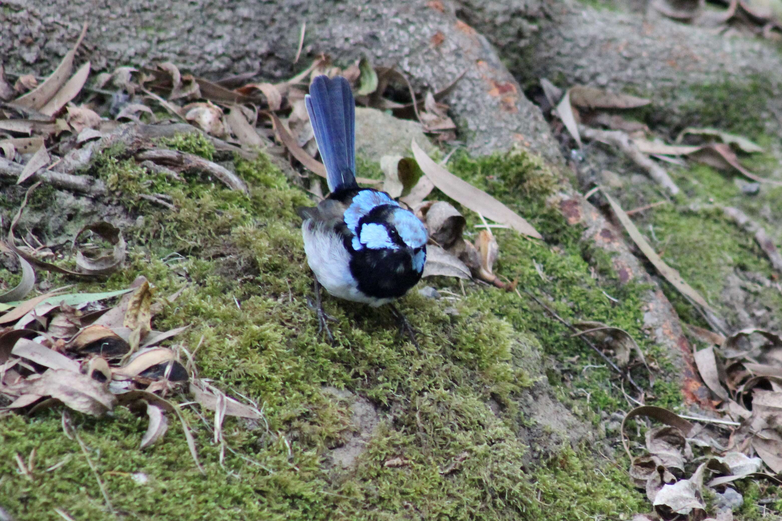 Image of fairywrens and relatives