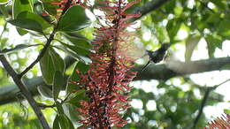 Schwartzia brasiliensis (Choisy) Bedell ex Gir.-Cañas resmi