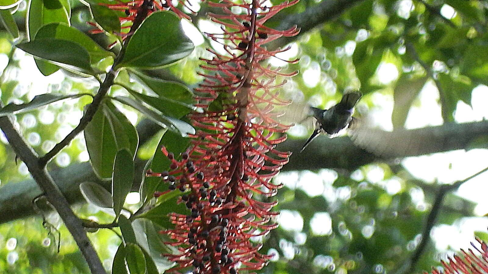 Schwartzia brasiliensis (Choisy) Bedell ex Gir.-Cañas resmi