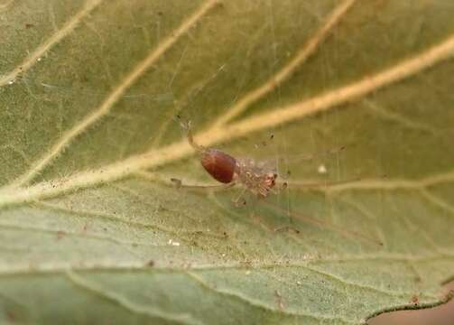 Слика од Cheiracanthiidae