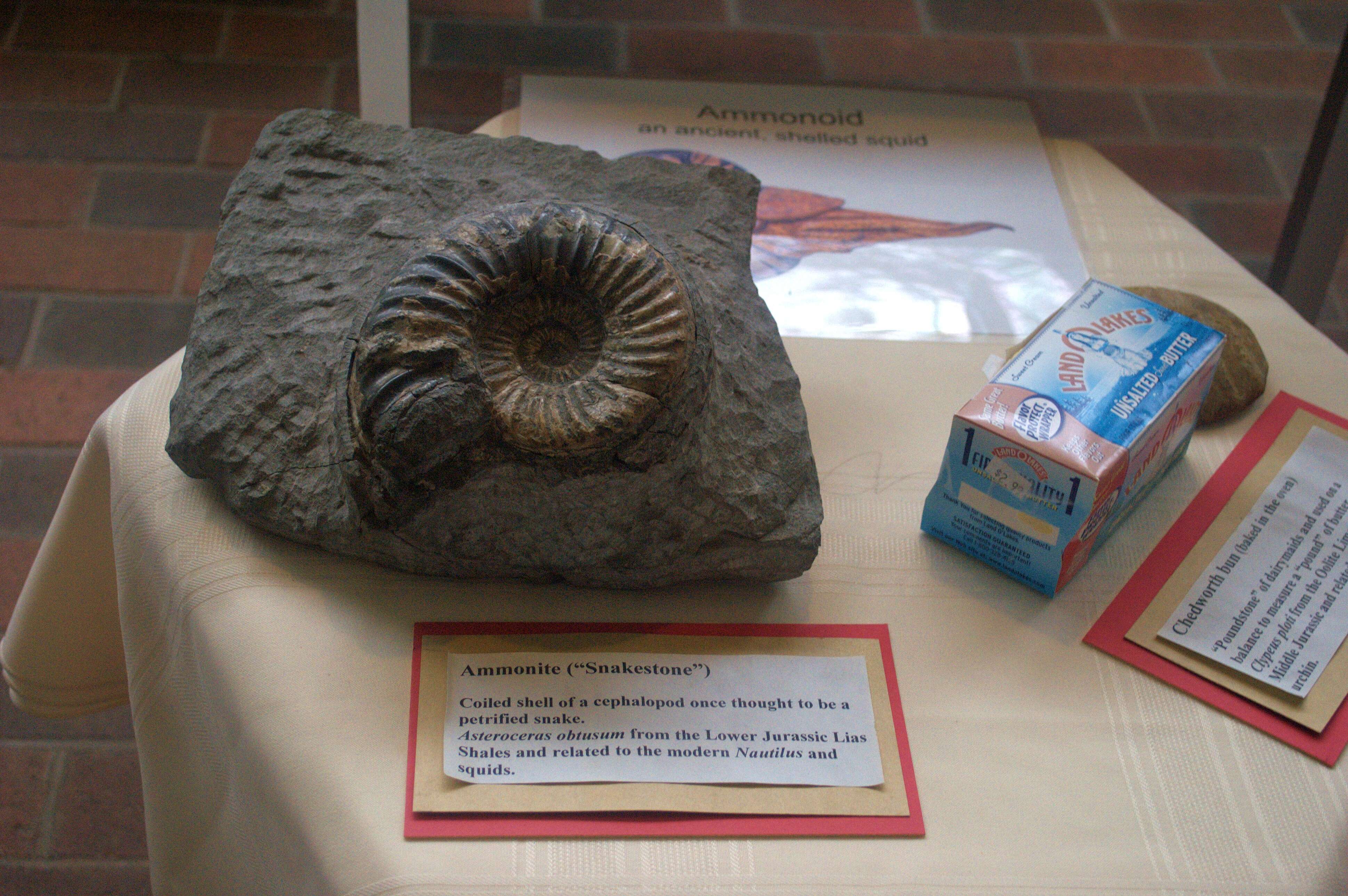 Image of Ammonites