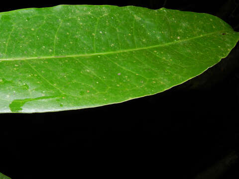 Image of Mosannona costaricensis (R. E. Fr.) Chatrou