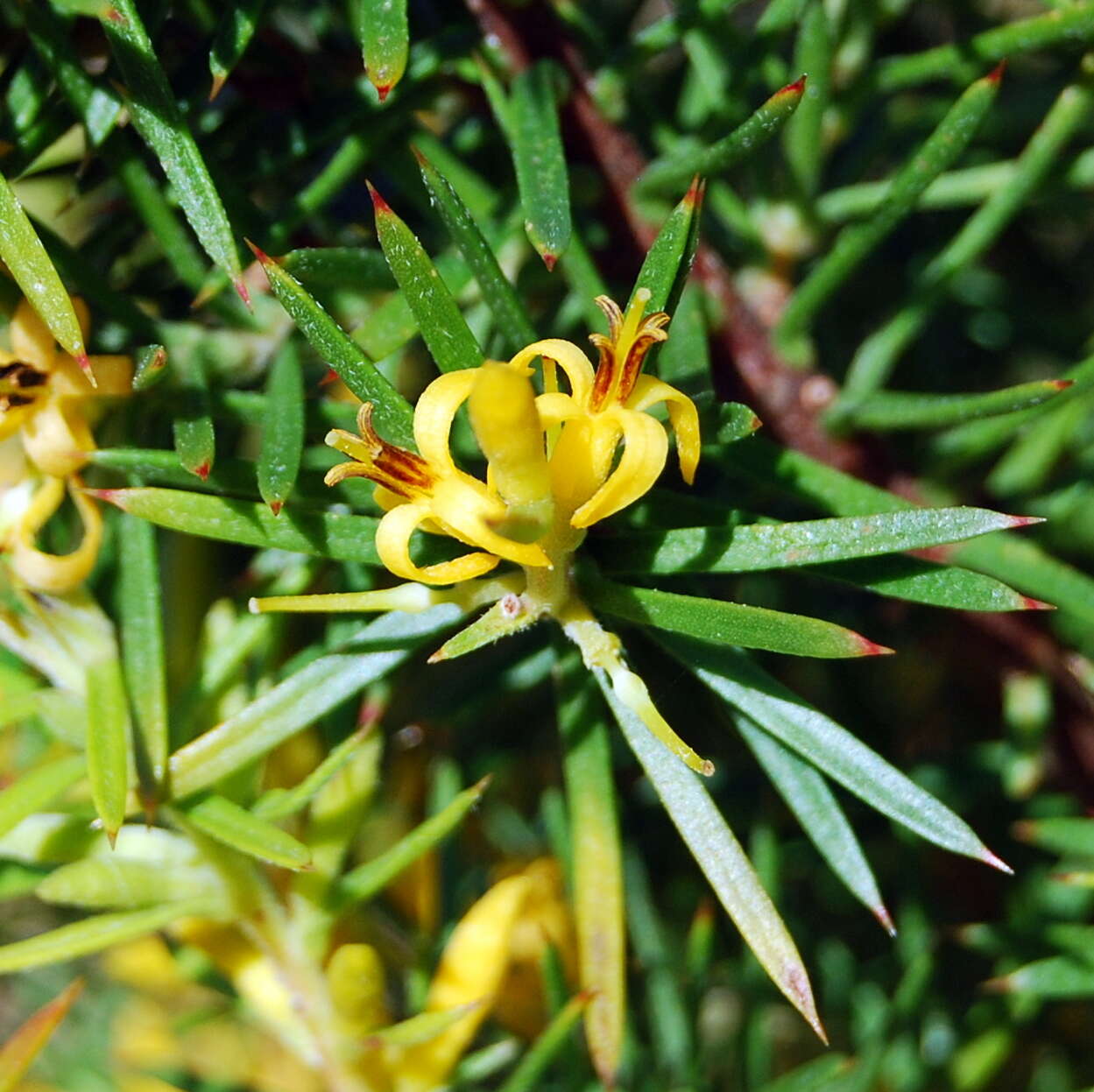 Image of Persoonia juniperina Labill.