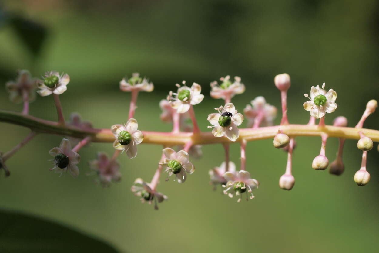 Image of pokeweed