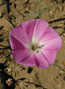 Image of Convolvulus chilensis Pers.