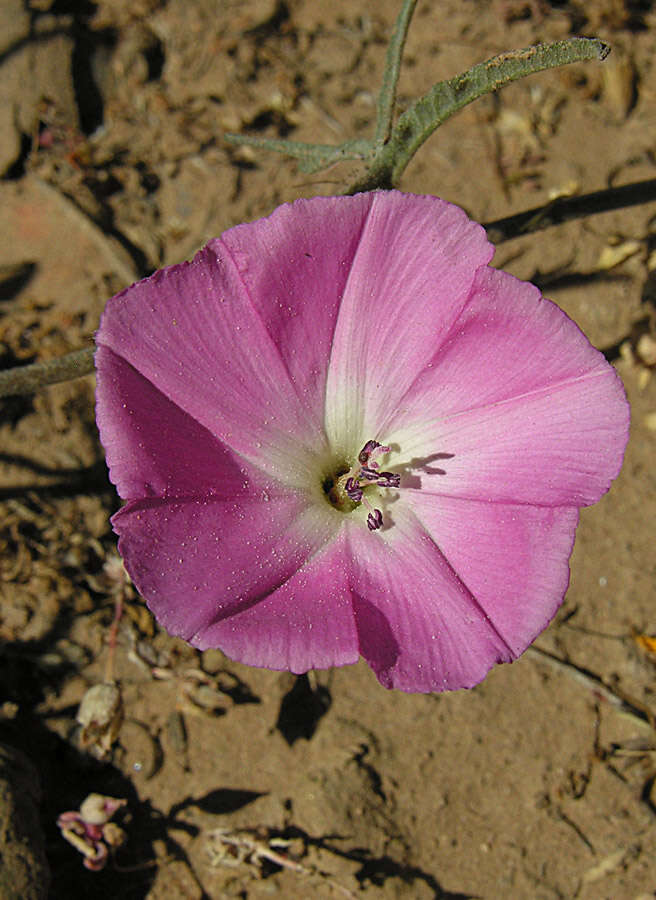 Image de Convolvulus chilensis Pers.