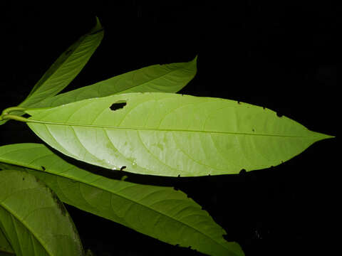 Слика од Salacia multiflora (Lam.) DC.