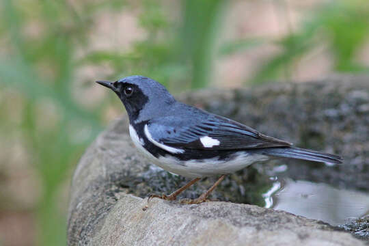 Imagem de Setophaga caerulescens (Gmelin & JF 1789)