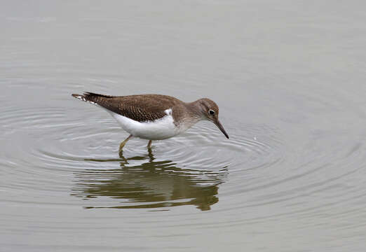 Image of Common Sandpiper