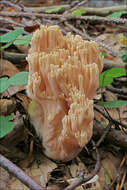 Слика од Ramaria neoformosa R. H. Petersen 1976