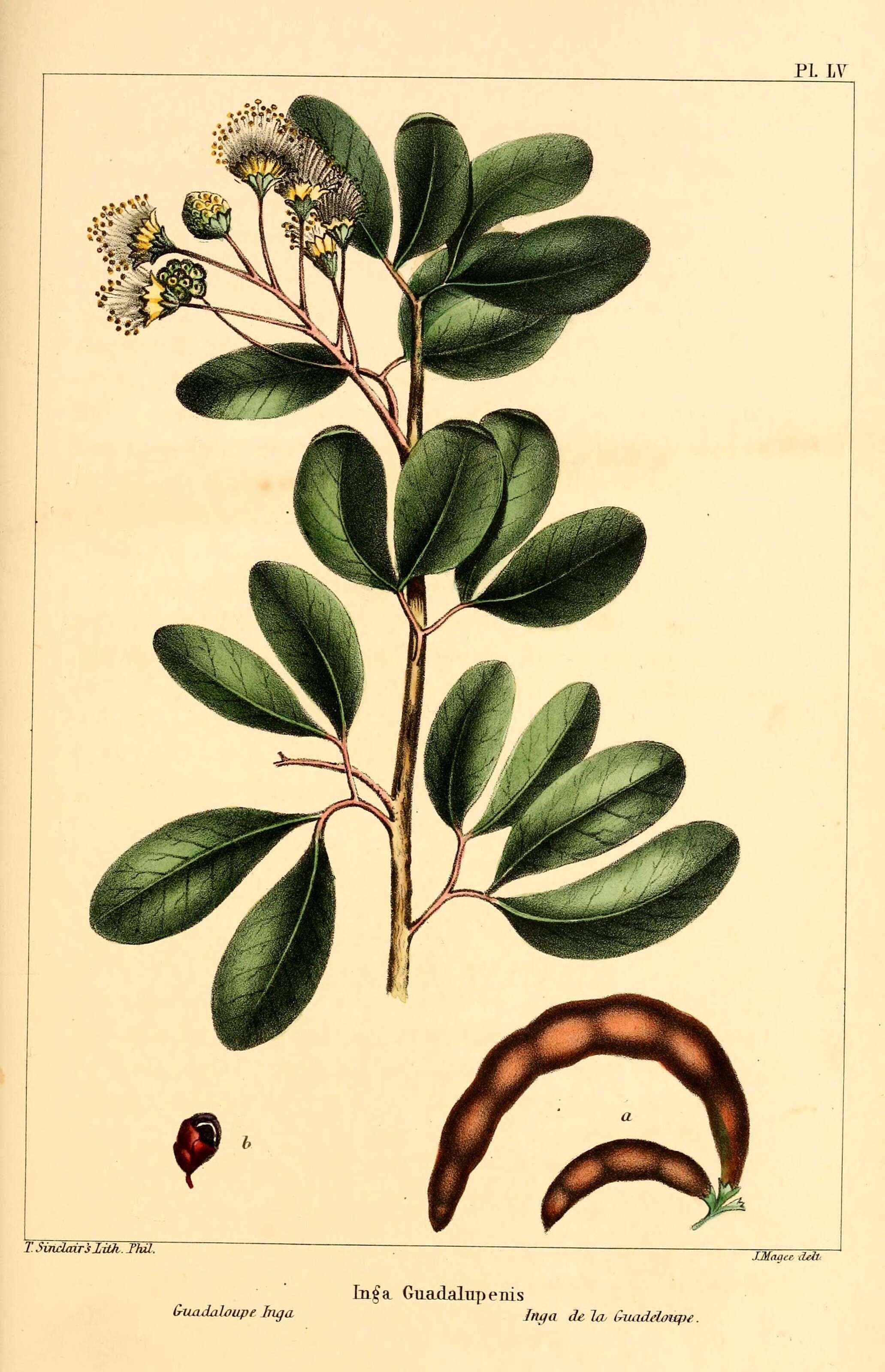 Imagem de Pithecellobium unguis-cati (L.) Benth.