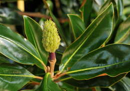 Image of southern magnolia