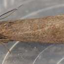 Image of Hypochalcia ahenella