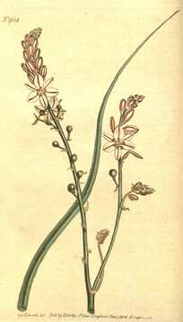 Image of onionweed