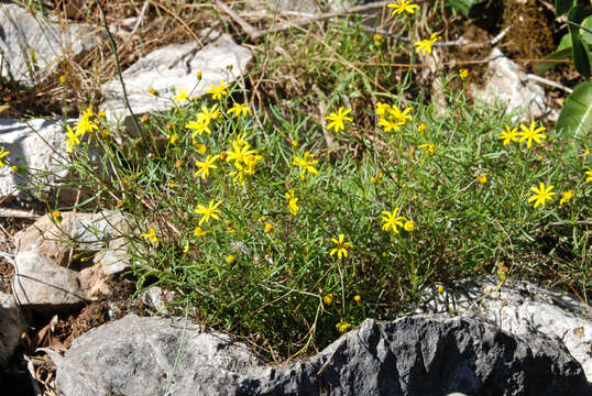 صورة Senecio pinnatifolius A. Rich.