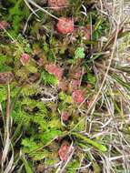 Image of tropical sundew