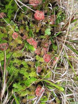 Image of tropical sundew