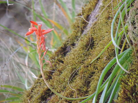 Sivun Aloe rulkensii T. A. McCoy & O. J. Baptista kuva