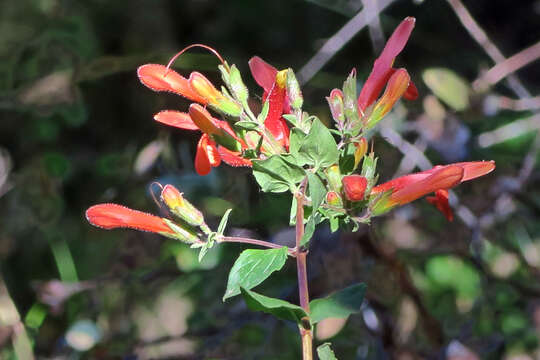 Image of heartleaf keckiella