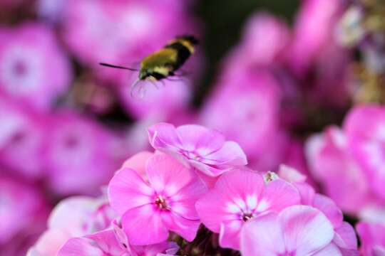 Image of Snowberry Clearwing