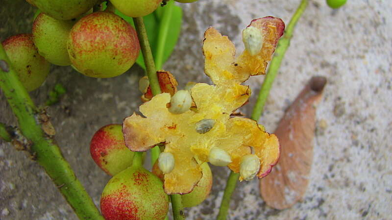 Image of Siparuna guianensis Aubl.