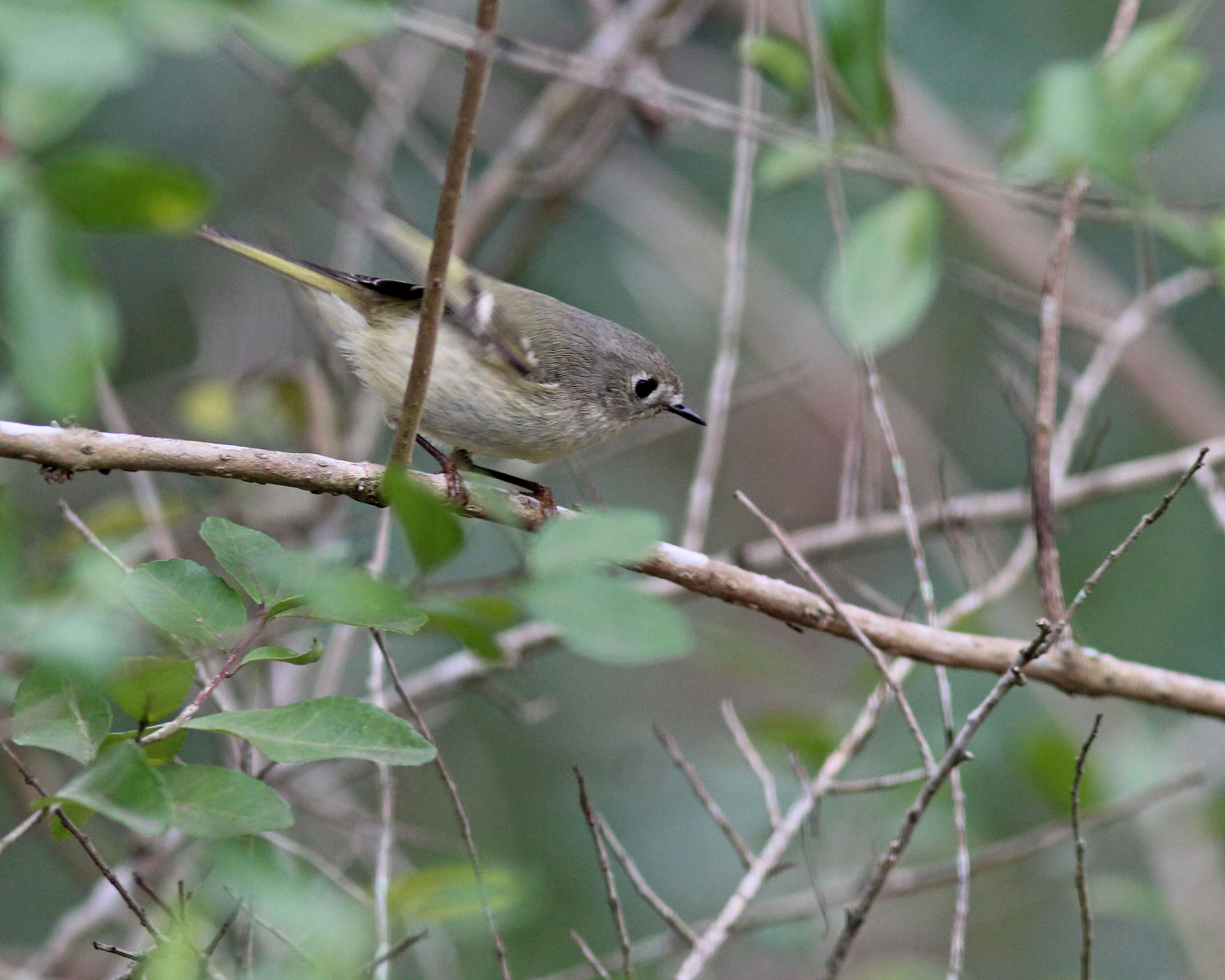 Image of goldcrests and kinglets