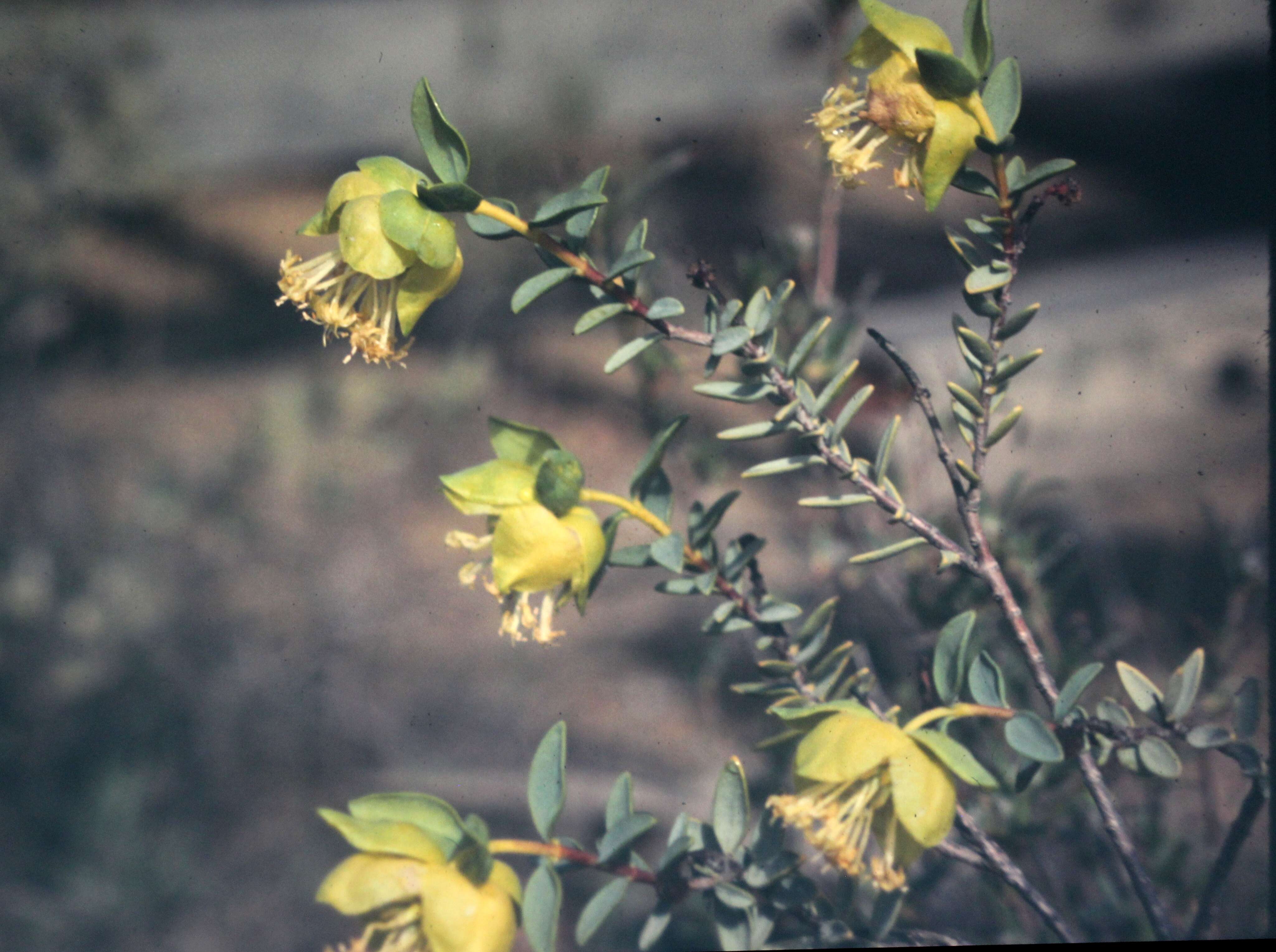 Image of Pimelea suaveolens Meissn.