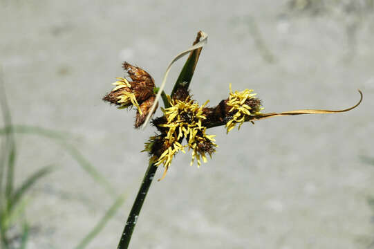 Image of bulrush