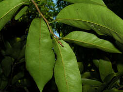 Image of soursop